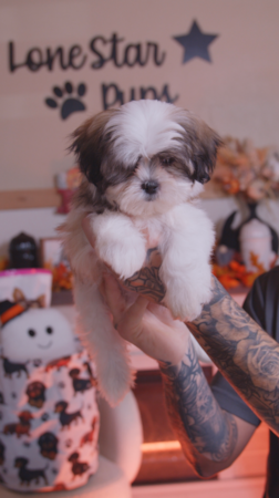 Lone Star Pups Ever wondered what makes the Teddy Bear breed so lovable? 🐶💛