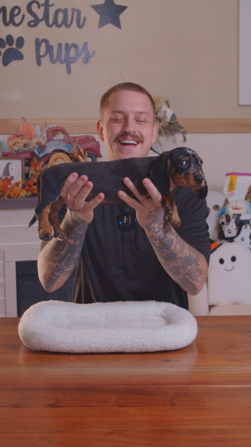 Lone Star Pups Mini Dachshund Puppies are tiny in size but absolutely huge in personality Trending Video