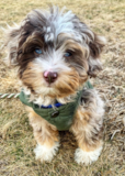 Cute Aussiepoo Poodle Mix Pup Cute Aussiepoo Poodle Mix Pup