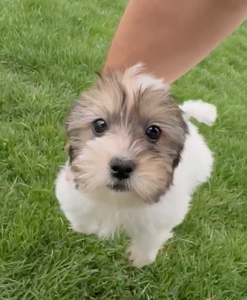 Shorkie Being Cute