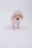 Maltipoo Being Cute Maltipoo Being Cute