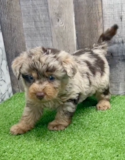 Cute Mini Labradoodle Poodle Mix Pup