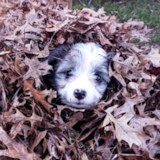 Cute Aussiechon Designer Pup Cute Aussiechon Designer Pup