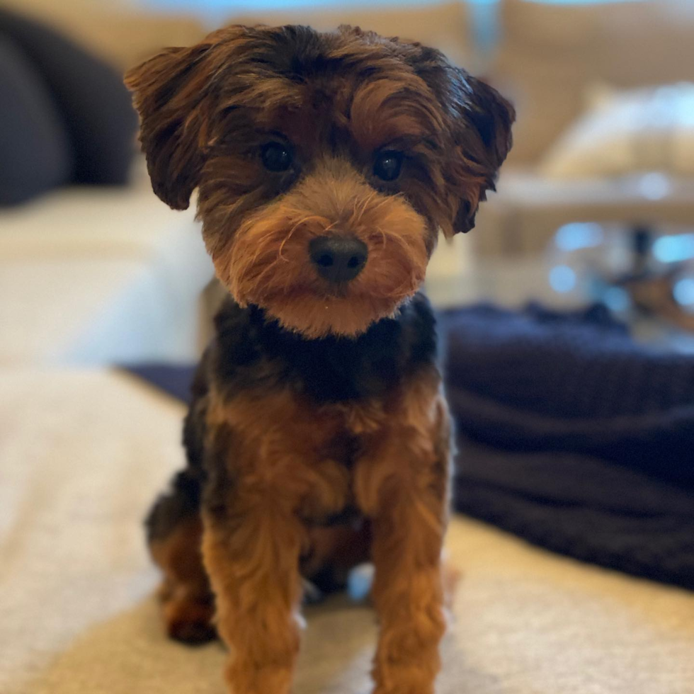 brown and black yorkie poo dog