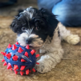 Cute Mini Aussiedoodle Poodle Mix Pup Cute Mini Aussiedoodle Poodle Mix Pup