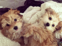 Cute Morkie Pup Cute Morkie Pup
