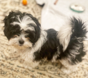 Cute Shih Poo Poodle Mix Pup Cute Shih Poo Poodle Mix Pup