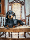 Dachshund Being Cute Dachshund Being Cute