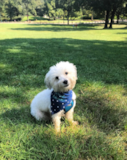 Havanese Being Cute Havanese Being Cute