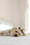 Cute Yorkie Designer Pup Cute Yorkie Designer Pup