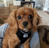 Cute Cavalier King Charles Spaniel Pup