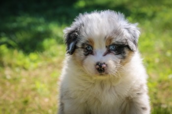 Cute fashion mini aussie puppies