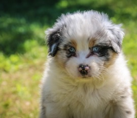 Mini American Shepherd Puppies For Sale - Lone Star Pups