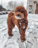 Cute Mini Goldendoodle Pup Cute Mini Goldendoodle Pup