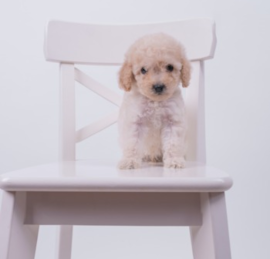 Maltepoo Puppies For Sale - Lone Star Pups