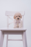 Cute Maltepoo Poodle Mix Pup