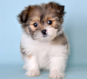 Shih Pom Being Cute Shih Pom Being Cute
