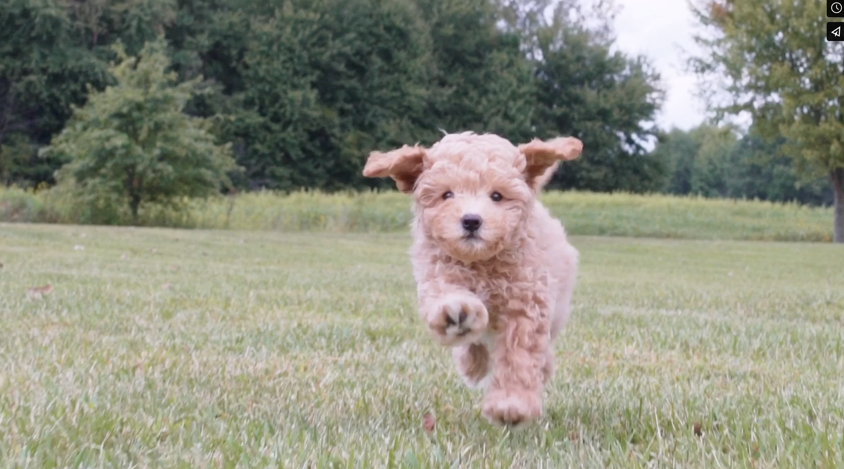 a small brown puppy running on a green lawn. lone star pups puppy