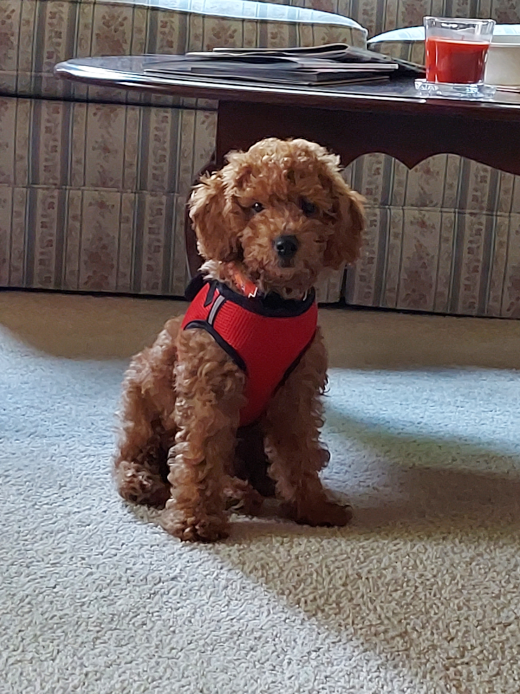 curly mini Goldendoodle dog