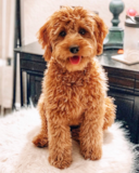 Mini Goldendoodle Being Cute Mini Goldendoodle Being Cute