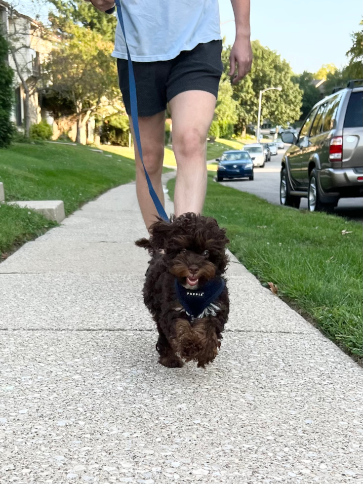 chocolate cockapoo running