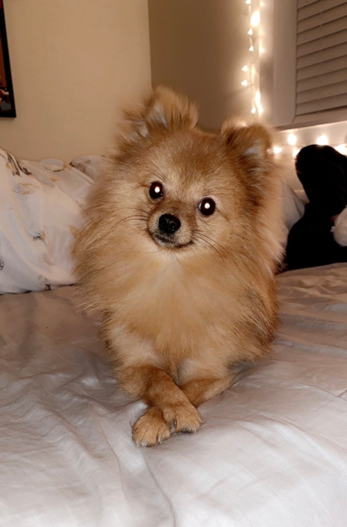 Cute Pomeranian Purebred Pup