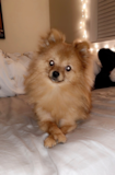 Cute Pomeranian Purebred Pup Cute Pomeranian Purebred Pup