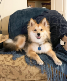 Cute Pomsky Designer Pup Cute Pomsky Designer Pup