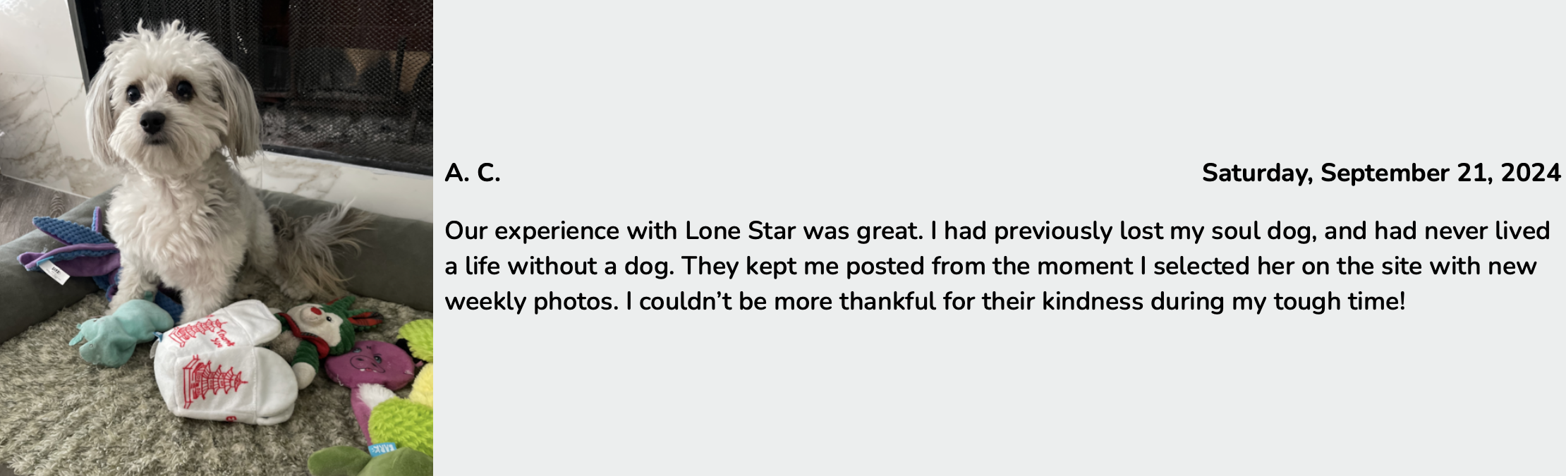 lone star pups puppy adoption review of puppy piper