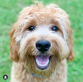 Mini Goldendoodle Being Cute Mini Goldendoodle Being Cute