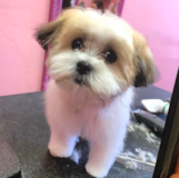 Cute Shichon Designer Pup Cute Shichon Designer Pup