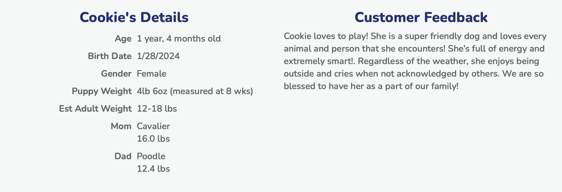 lone star pups customer feedback about cavapoo puppy cookie