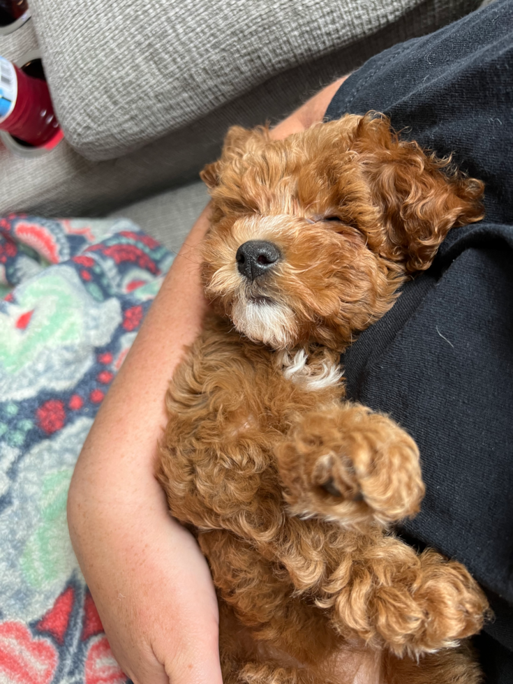 brown and white cavapoo cuddling