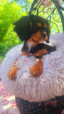 Cute Cavalier King Charles Spaniel Purebred Pup Cute Cavalier King Charles Spaniel Purebred Pup