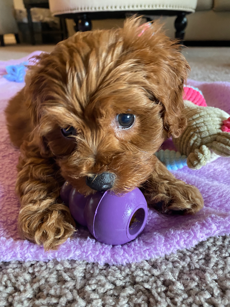 brown cockapoo puppy playing with puppy toys