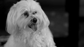 Maltese Being Cute Maltese Being Cute