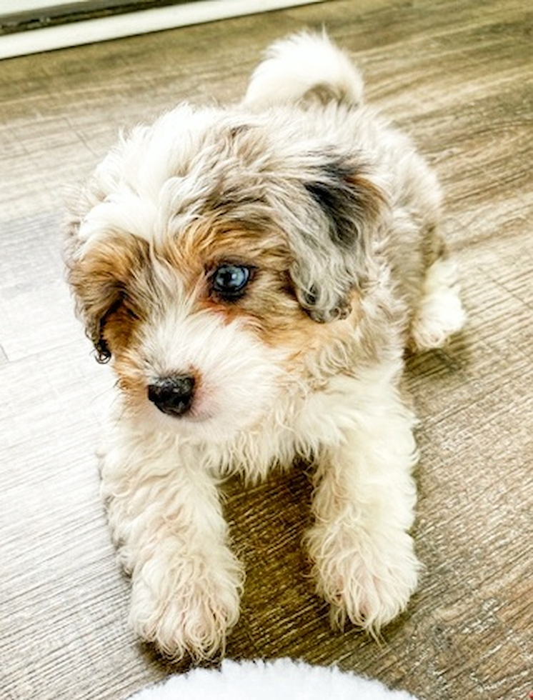 Cute Aussiechon Pup
