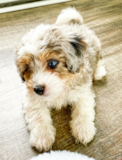 Cute Aussiechon Pup Cute Aussiechon Pup