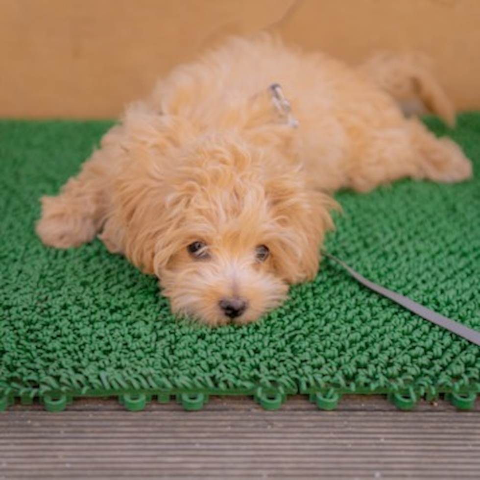 Cute Maltipoo Poodle Mix Pup