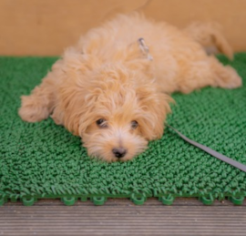 Multipoo Puppies For Sale - Lone Star Pups