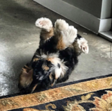 Cute Mini Bernedoodle Poodle Mix Pup Cute Mini Bernedoodle Poodle Mix Pup