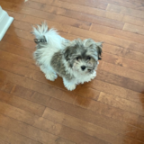 Cute Havanese Designer Pup Cute Havanese Designer Pup