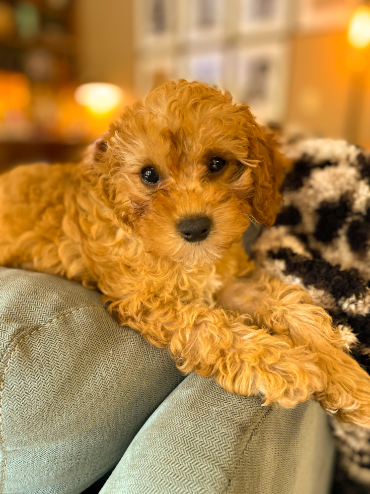 cute brown cavapoo dog