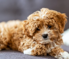 Cavadoodle Puppies For Sale - Lone Star Pups