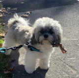 Cute Shichon Designer Pup Cute Shichon Designer Pup