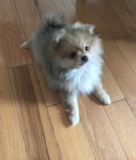 Cute Pomeranian Pup Cute Pomeranian Pup