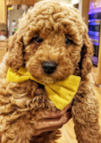 Cute Yorkie Doodle Poodle Mix Pup Cute Yorkie Doodle Poodle Mix Pup