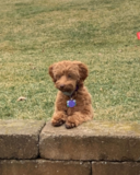 Mini Labradoodle Being Cute Mini Labradoodle Being Cute