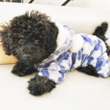 Cute Poochon Pup Cute Poochon Pup