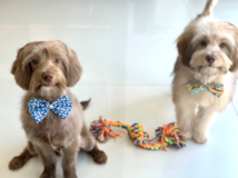 Cute Mini Labradoodle Poodle Mix Pup Cute Mini Labradoodle Poodle Mix Pup